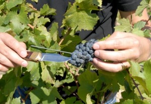 pinot noir grapes
