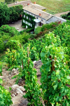 French Wine: Condrieu