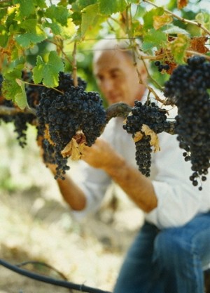 French Wine Regions